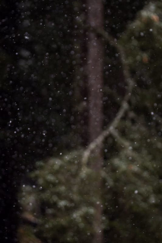 Snowfall, pine wood, I