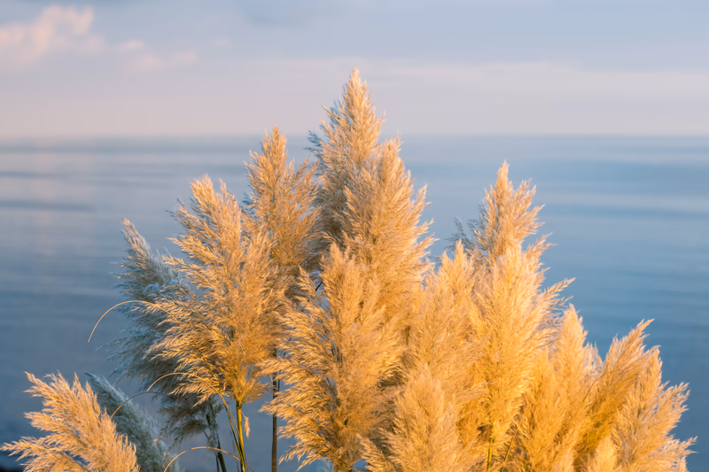 Flaxengrass, Falmouth