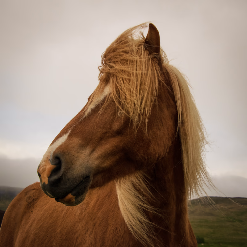Haircut, horse, Iceland