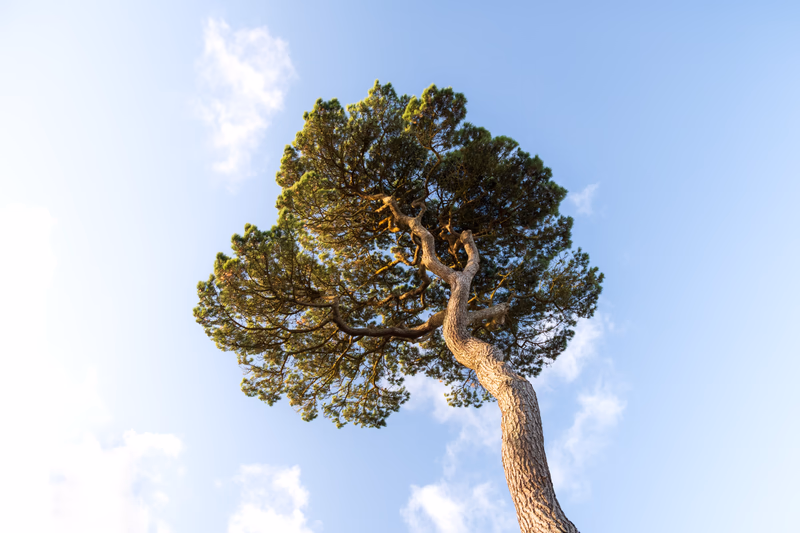 Longnecked pine, Falmouth