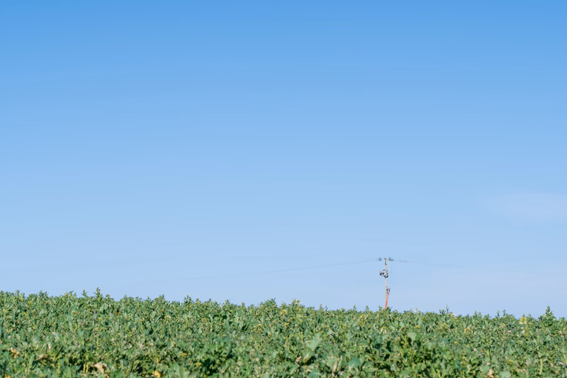 Pole over field, St. Mawes